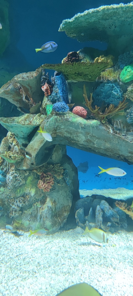 Manila Ocean Park - Oceanarium fishes
